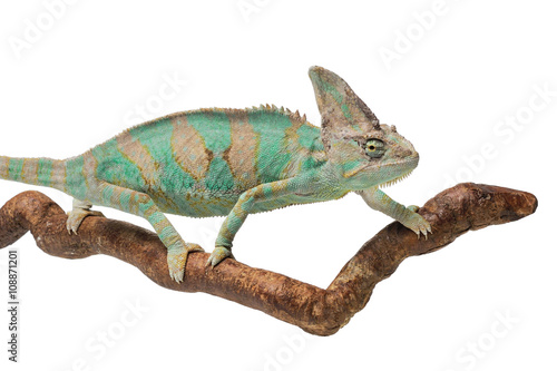Greenish brown chameleon on branch