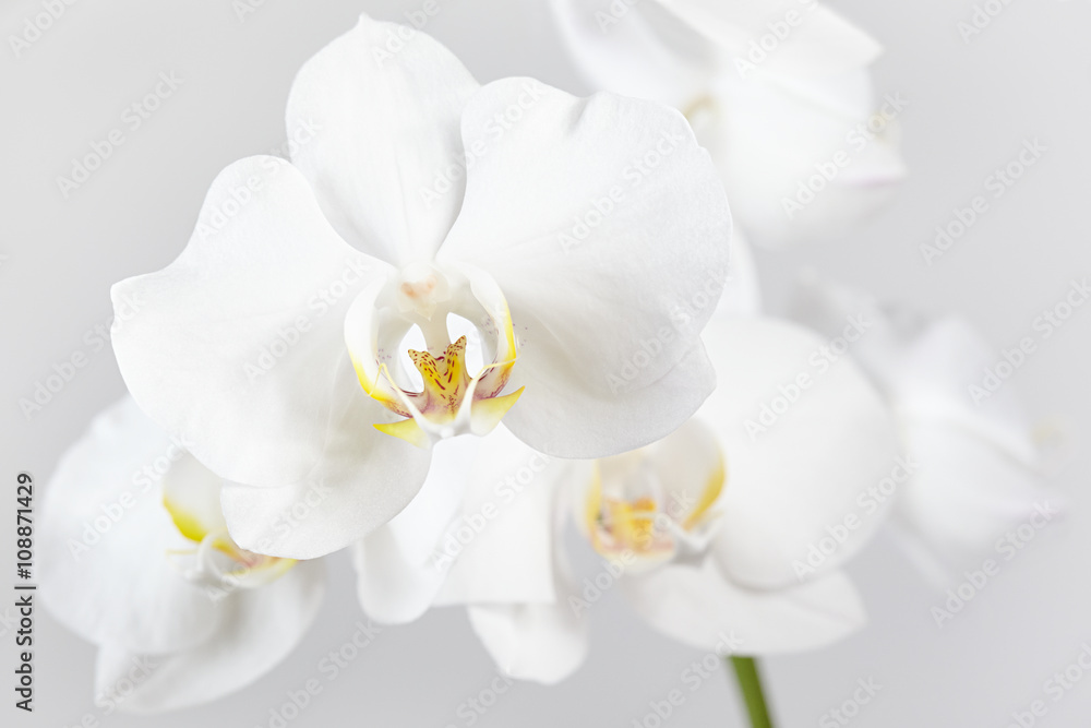 The branch of white orchid