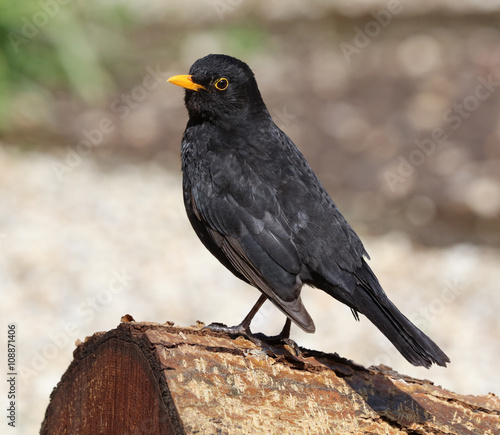 Close up of a male Blackbird perched on a tree stump