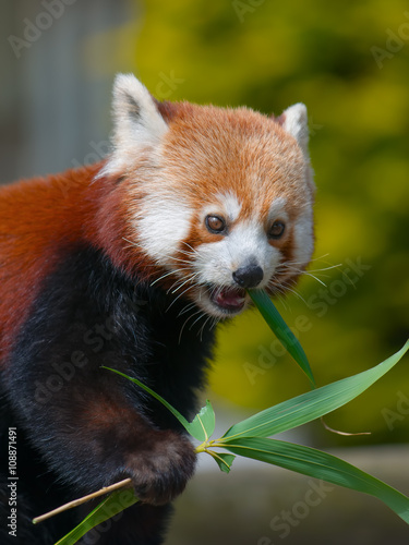 Red Panda eating the Leaves from Bamboo shoots