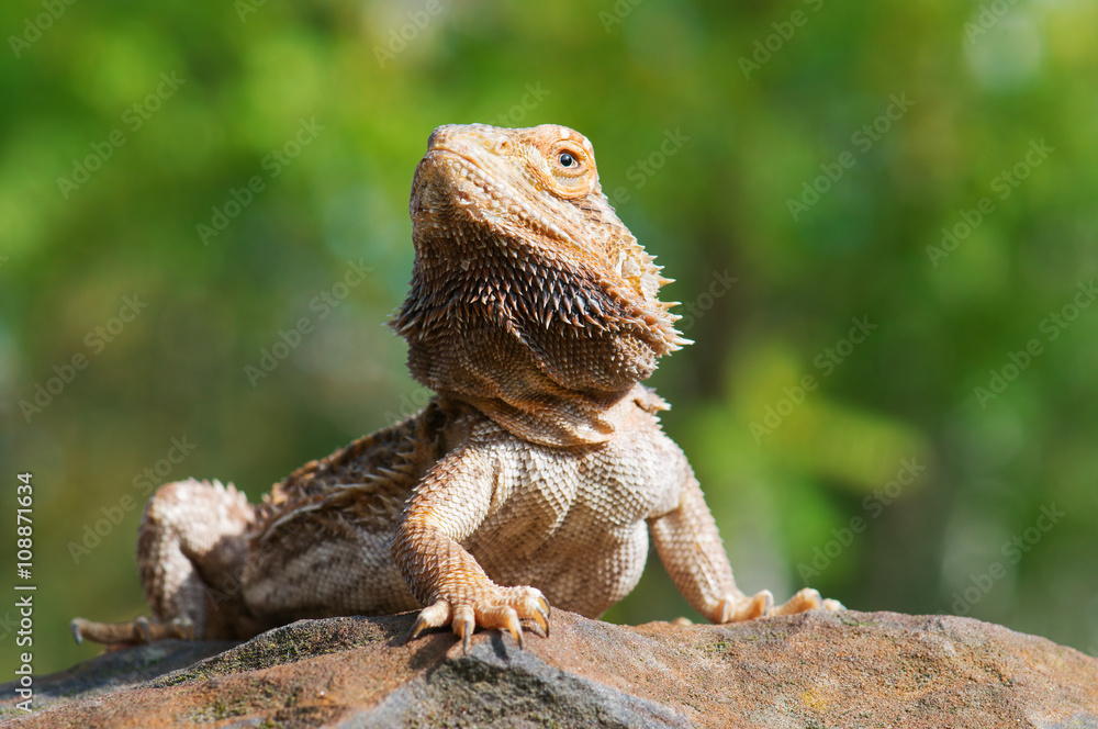 Naklejka premium Bearded Dragon - Posing like a champ on a large boulder with soft focus green foliage in the background