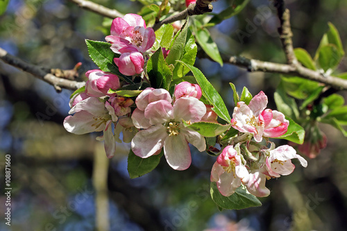 Apfelbaum-Blüte