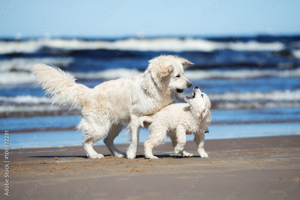 golden retriever dog playing with a puppy on the beach golden retriever dog playing with a puppy on the beach