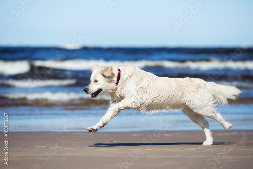 golden retriever dog running on the beach
