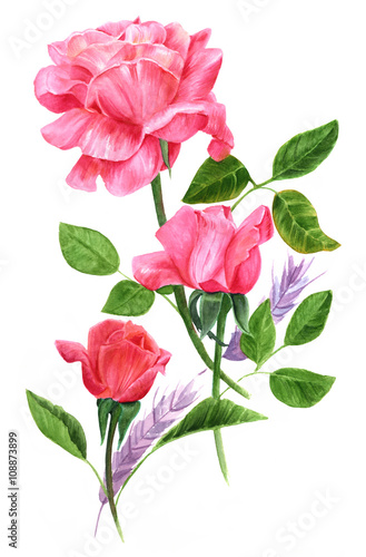 Bouquet of three tender pink and red roses on white