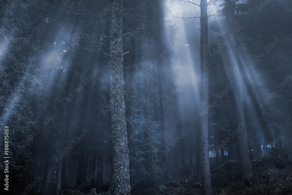 Magical foggy woods