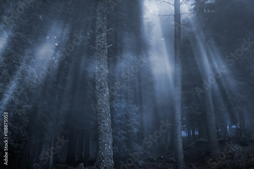 Magical foggy woods © Zacarias da Mata