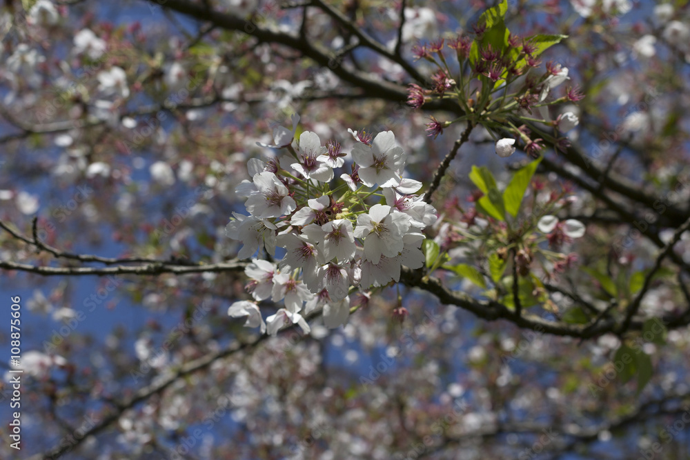 White blossoms White blossoms