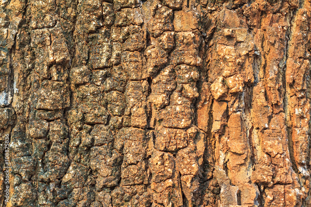 Tree bark texture at sunset. Bark pattern. Tree bark texture at sunset. Bark pattern.