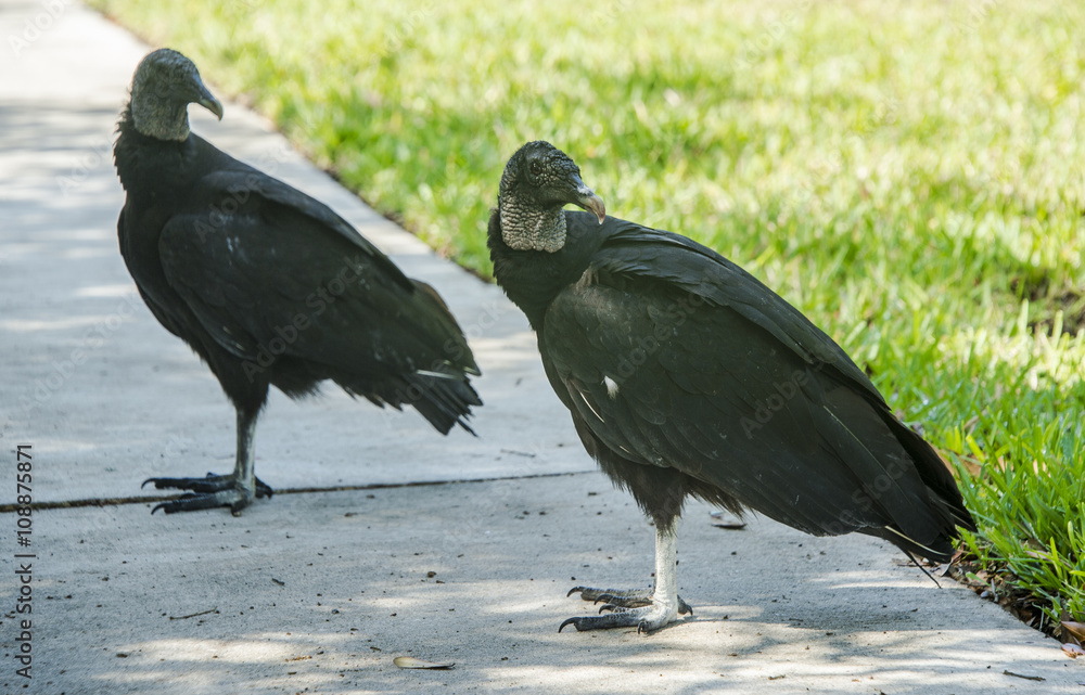 Fototapeta premium Pair of black vultures