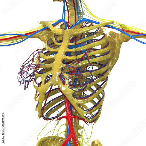 Human Skeleton with Nervous System photo