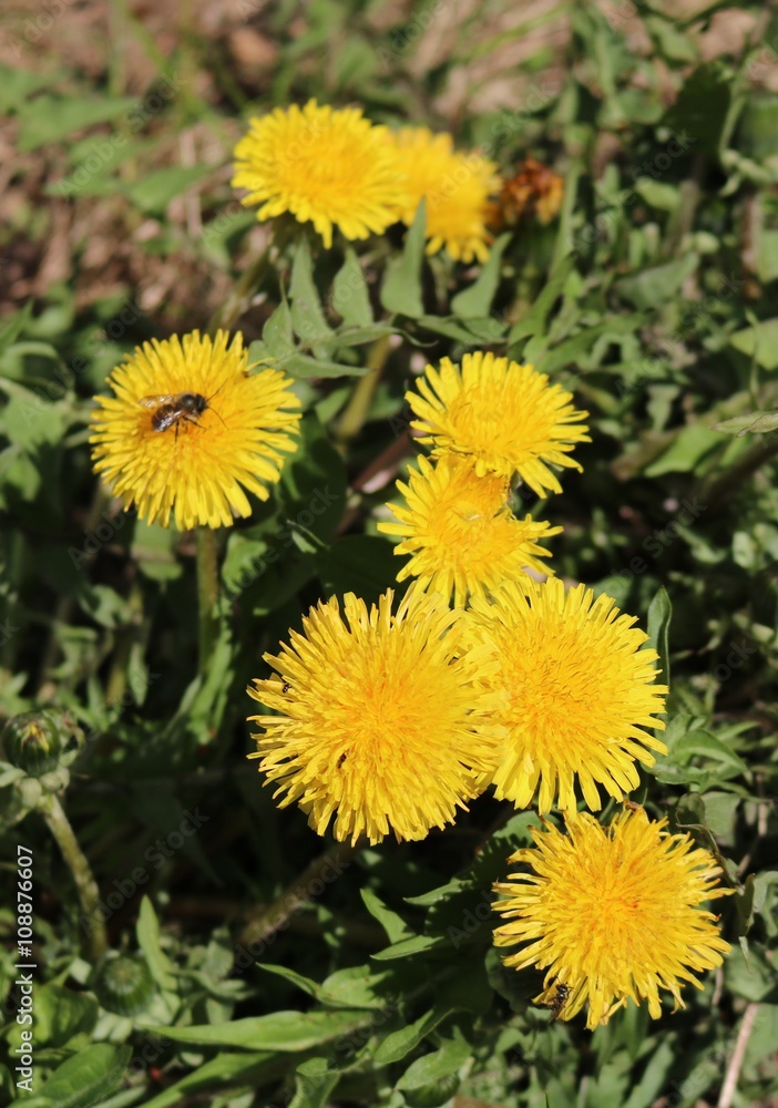 Taraxacum officinale, field or ordinary with bumblebee
Taraxacum officinale, field or ordinary with bumblebee