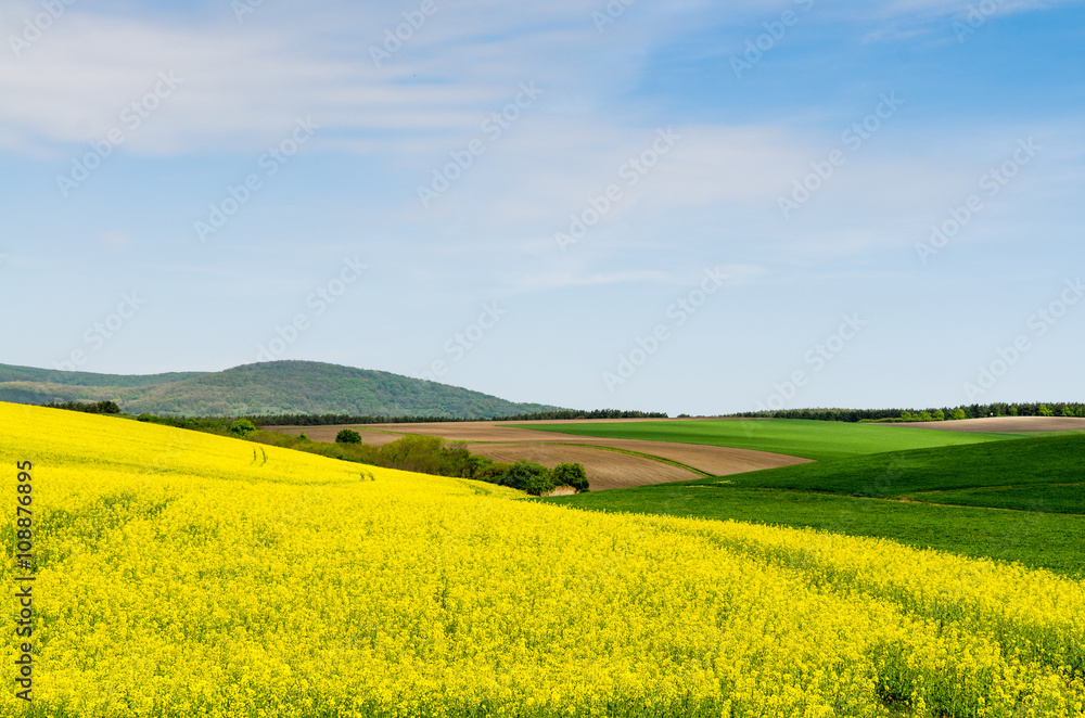 Fototapeta premium Yellow oilseed rape field under the blue sky with sun