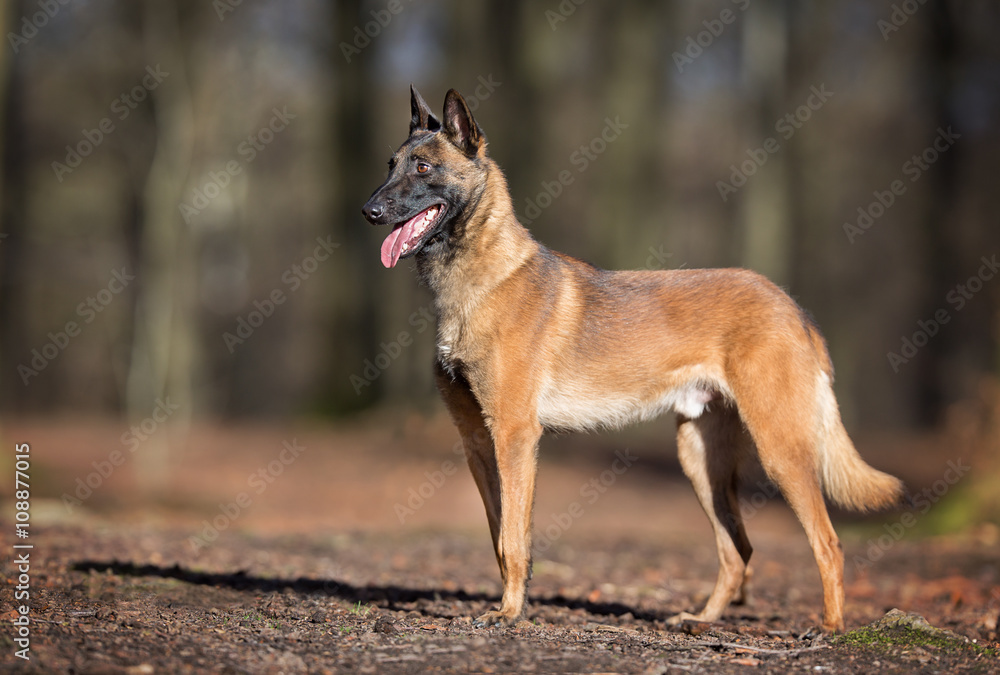Purebred Belgian Malinois Dog
