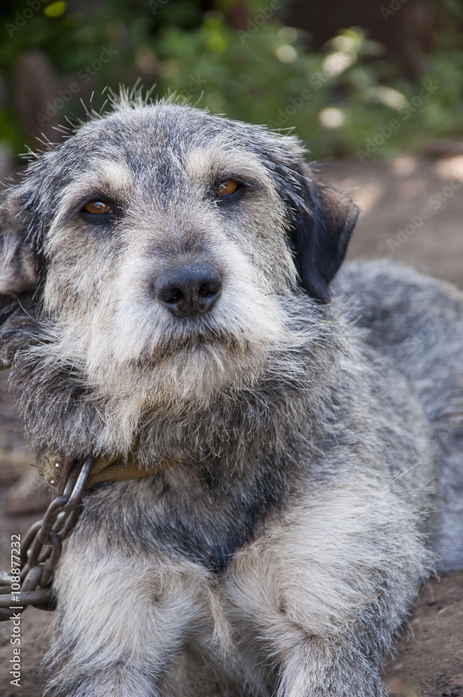 Fototapeta premium Grey young dog