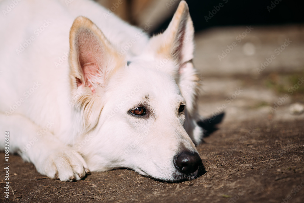 Sad White Swiss Shepherd Dog Berger Blanc Suisse