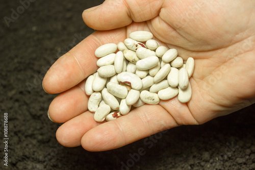 Seeds in hand on the background of the soil