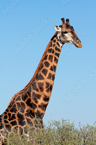 Photography Portrait of a large giraffe bull (Giraffa camelopardalis), South Africa