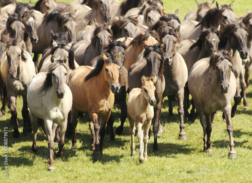 Wallpaper Mural wildpferdefang in dülmen Torontodigital.ca