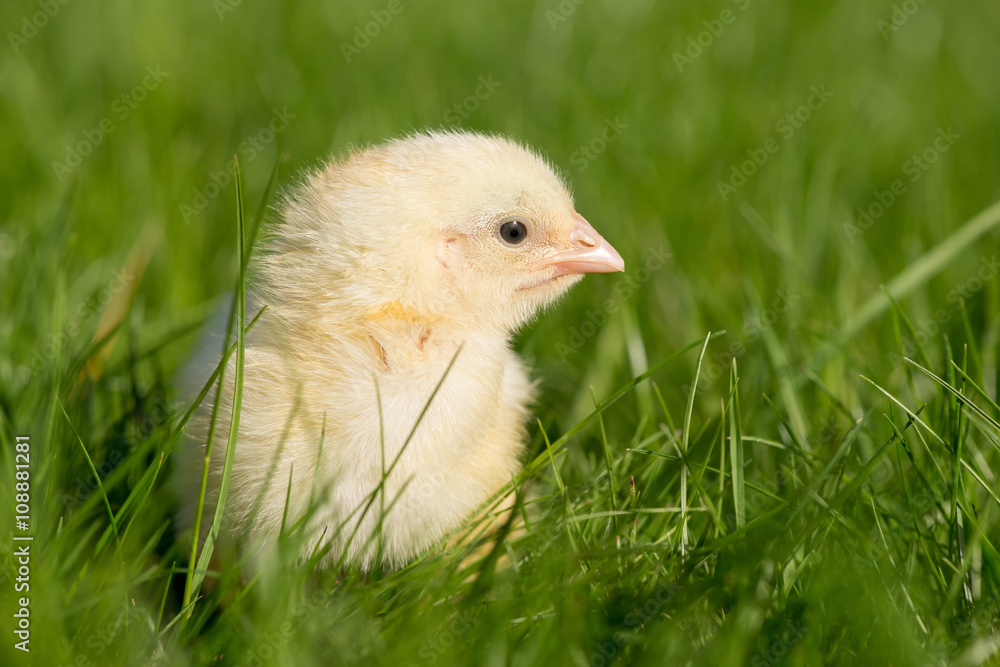 Newly-hatched chick on a green grass Newly-hatched chick on a green grass