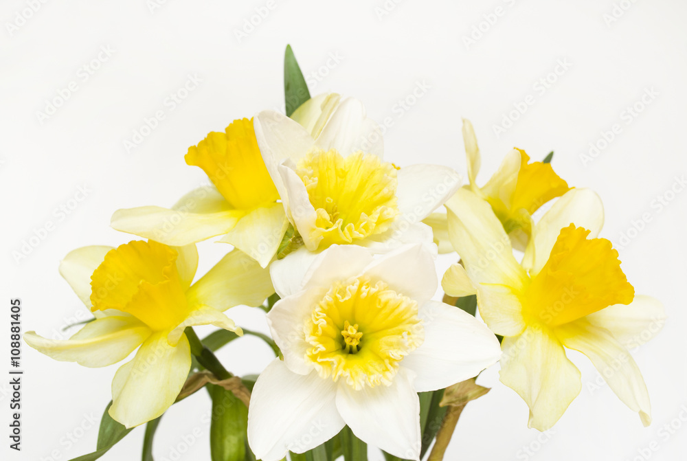 Spring flowers. Narcissus (daffodil) Spring flowers. Narcissus (daffodil)