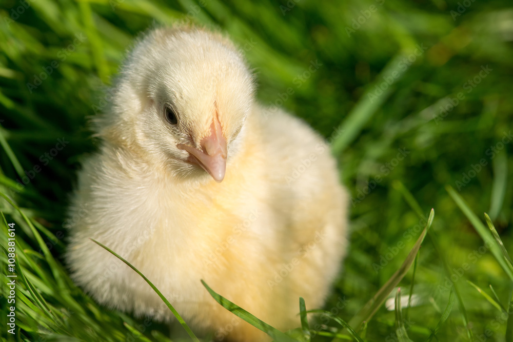 Newly-hatched chick on a green grass