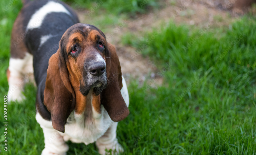 One year old Basset hound (Canis lupus familiaris) in the yard of a hobby farm. Spotted, multi toned, slobbery dog with floppy ears holds for a showing pose on a hobby farm in Ontario, Canada. One year old Basset hound (Canis lupus familiaris) in the yard of a hobby farm. Spotted, multi toned, slobbery dog with floppy ears holds for a showing pose on a hobby farm in Ontario, Canada.