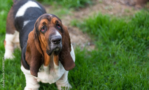 One year old Basset hound (Canis lupus familiaris) in the yard of a hobby farm.  Spotted, multi toned, slobbery dog with floppy ears holds for a showing pose on a hobby farm in Ontario, Canada. © valleyboi63