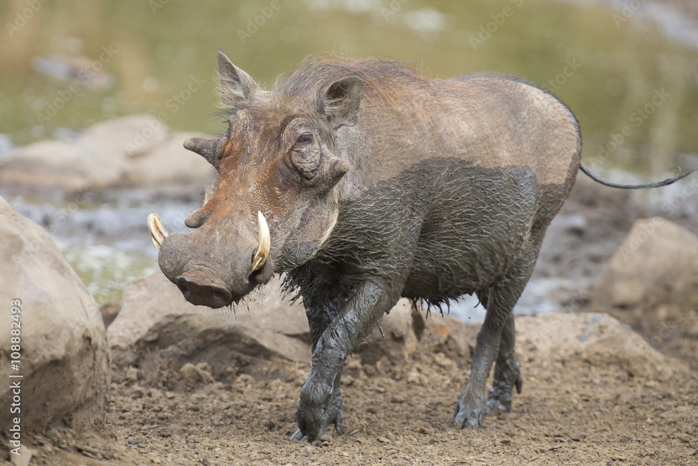 Fototapeta premium Lone warthog playing in mud to cool off