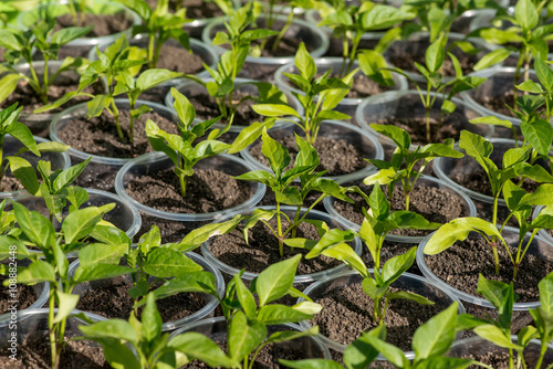 pepper seedlings growing in a greenhouse © diyanadimitrova
