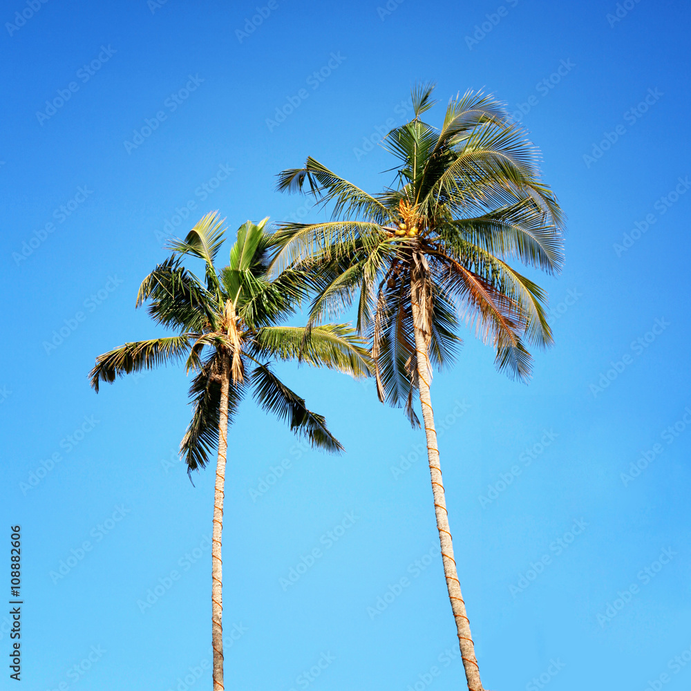 Obraz premium Palm trees, low angle view against blue sky.