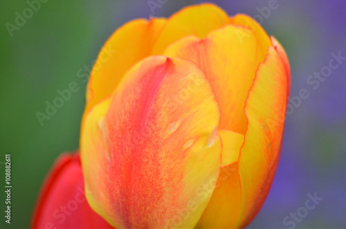 Tulpen