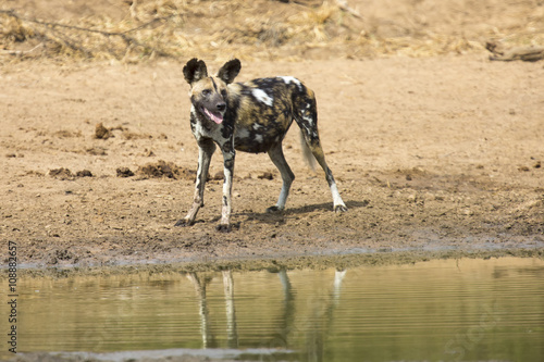 Two wild dogs rest next to a waterhole to drink water © Alta Oosthuizen