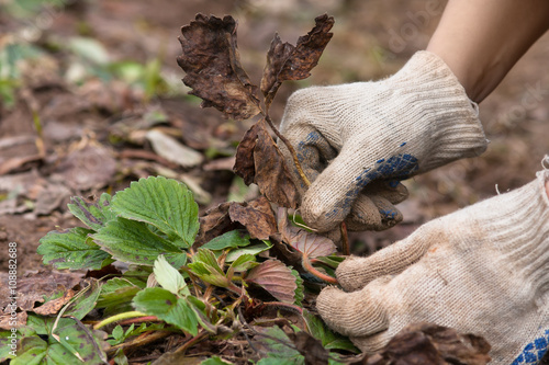 hands removing old leaves from the strawberries