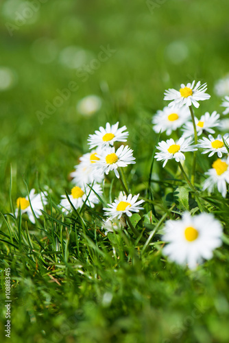 Fototapeta Naklejka Na Ścianę i Meble -  Gänseblümchenwiese