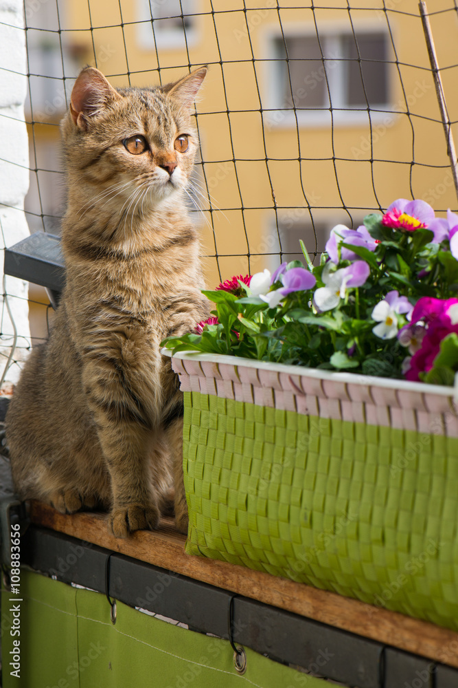 Junge Katze am Balkon