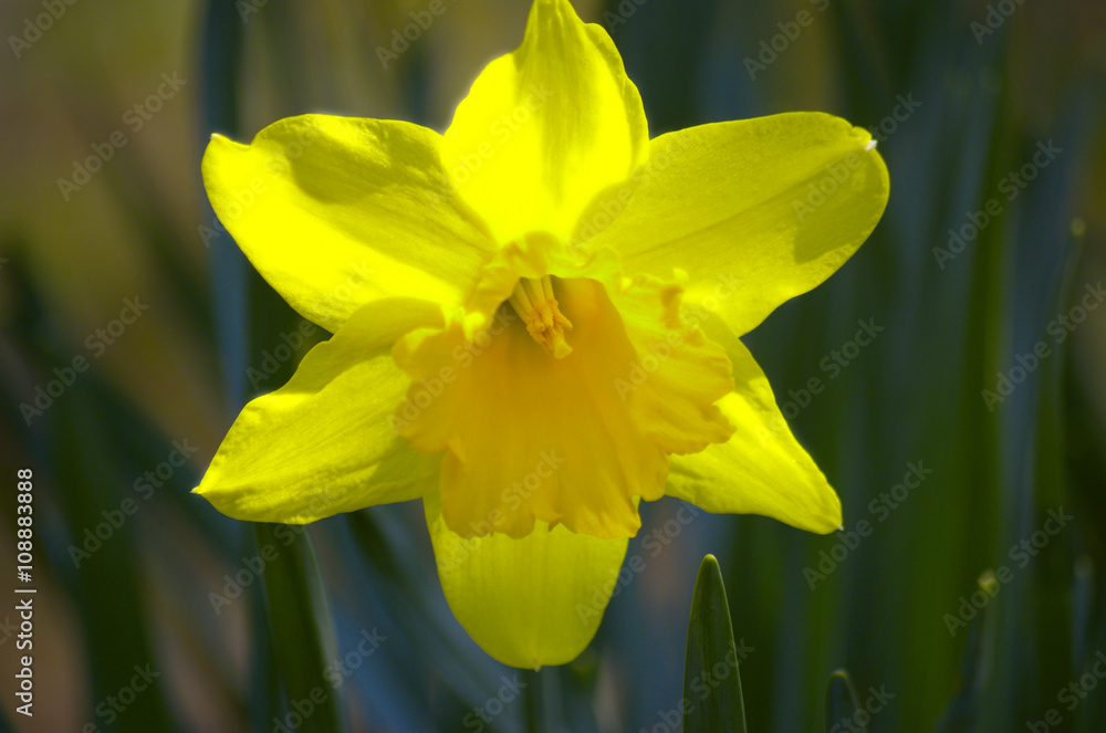 Eine Narzisse blüht in der Frühlingssonne Eine Narzisse blüht in der Frühlingssonne