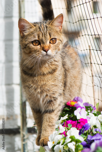 Fototapeta Naklejka Na Ścianę i Meble -  Katze am Balkon