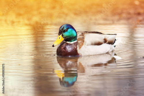beautiful colorful wild duck swims in the water Sunny