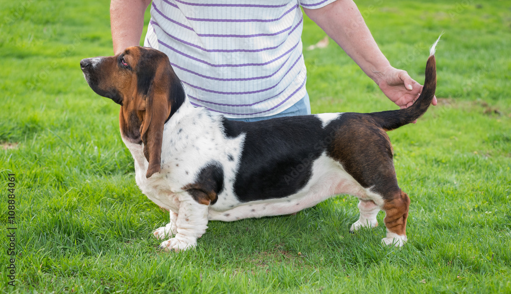 Woman poses her one year old Basset hound (Canis lupus familiaris) for showing in the yard of a hobby farm.