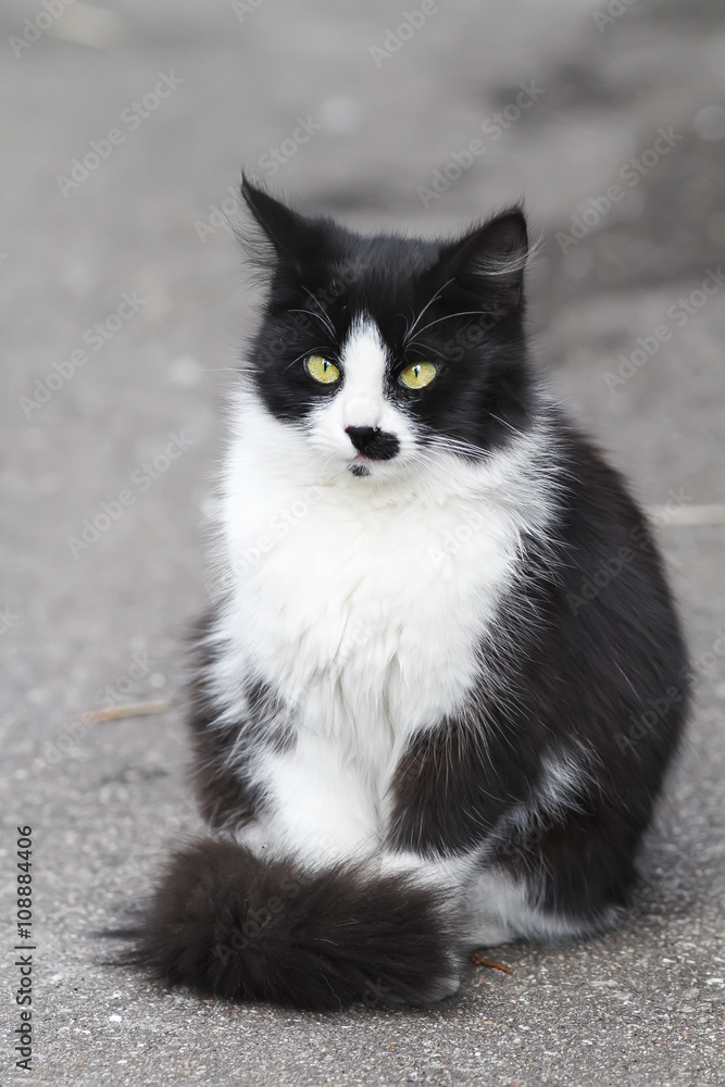 funny black and white cat sitting on the street