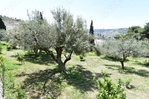Olive trees in Gethsemane garden, Israel
