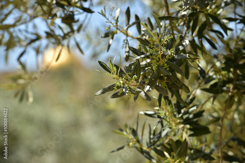 Olive trees in Gethsemane garden, Israel
