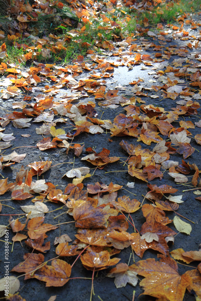 autumn leaves background autumn leaves background