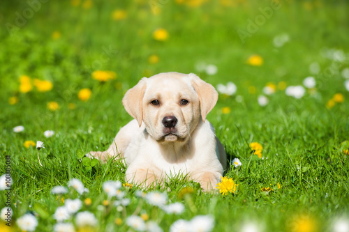 Labrador Welpe liegt in Blumenwiese