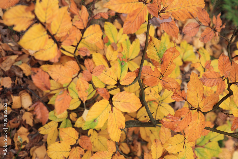 Fototapeta premium autumn leaves background