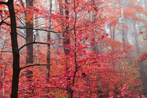 color autumn forest