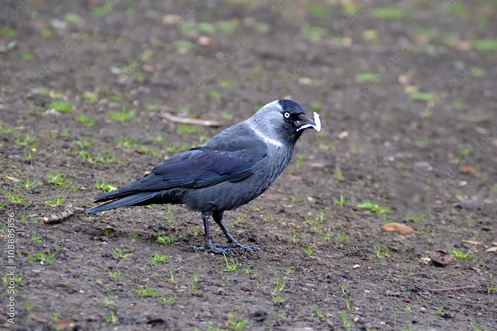 Obraz premium Jackdaw