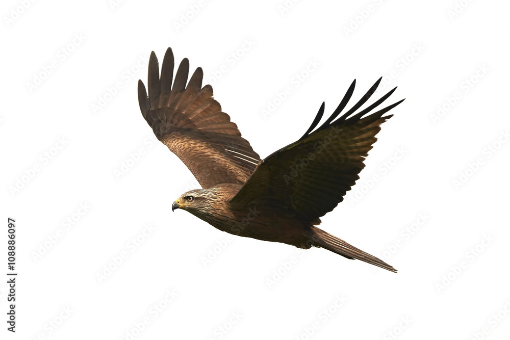 Obraz premium Black kite (Milvus migrans)