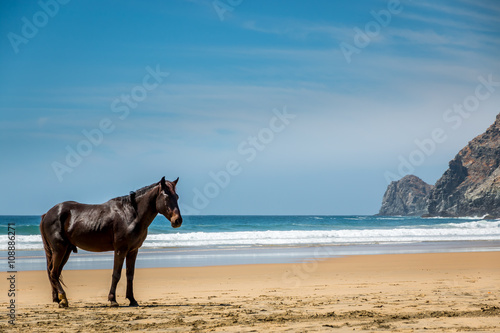 Lone wild stallion on a deserted beach in Mexico.